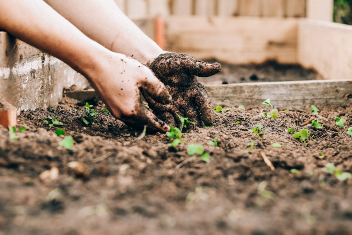 planting a vegetable garden