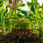 growing Vegetable garden with soil