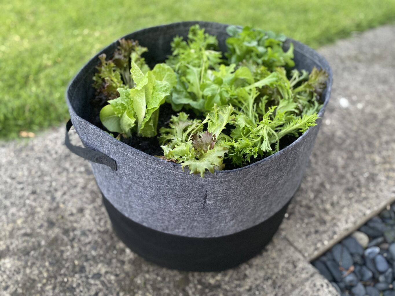 GEOFELT POTS GROW BAG 53CM X 42CM — Gardening Direct Australia