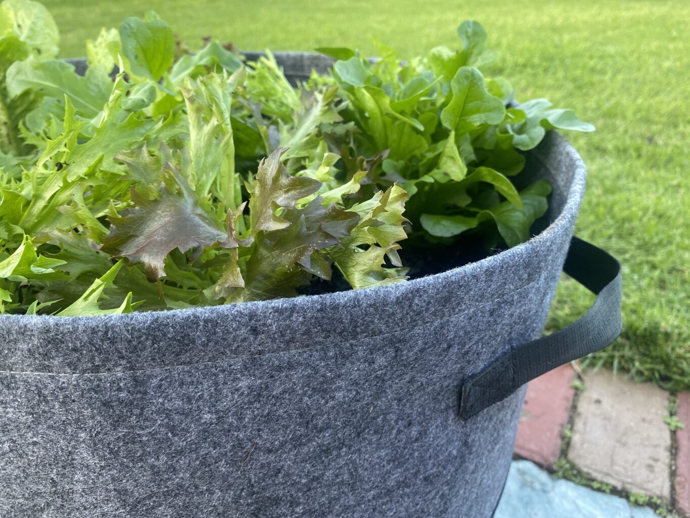 GEOFELT POTS GROW BAG 53CM X 42CM — Gardening Direct Australia