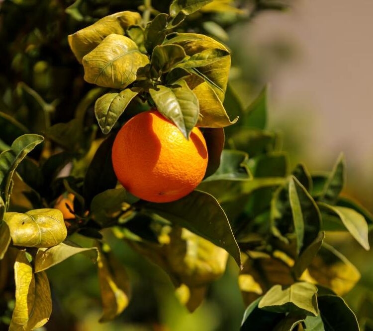 Spotting Citrus Gall Wasp Infestations: Signs and Symptoms to Watch For
