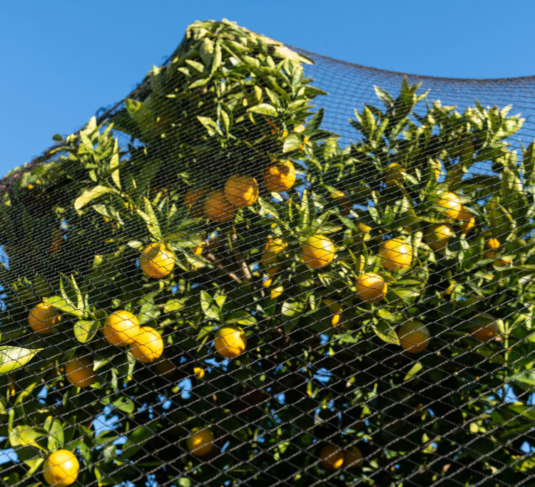 Bird Netting in Australia: Protect Crops While Caring for Wildlife